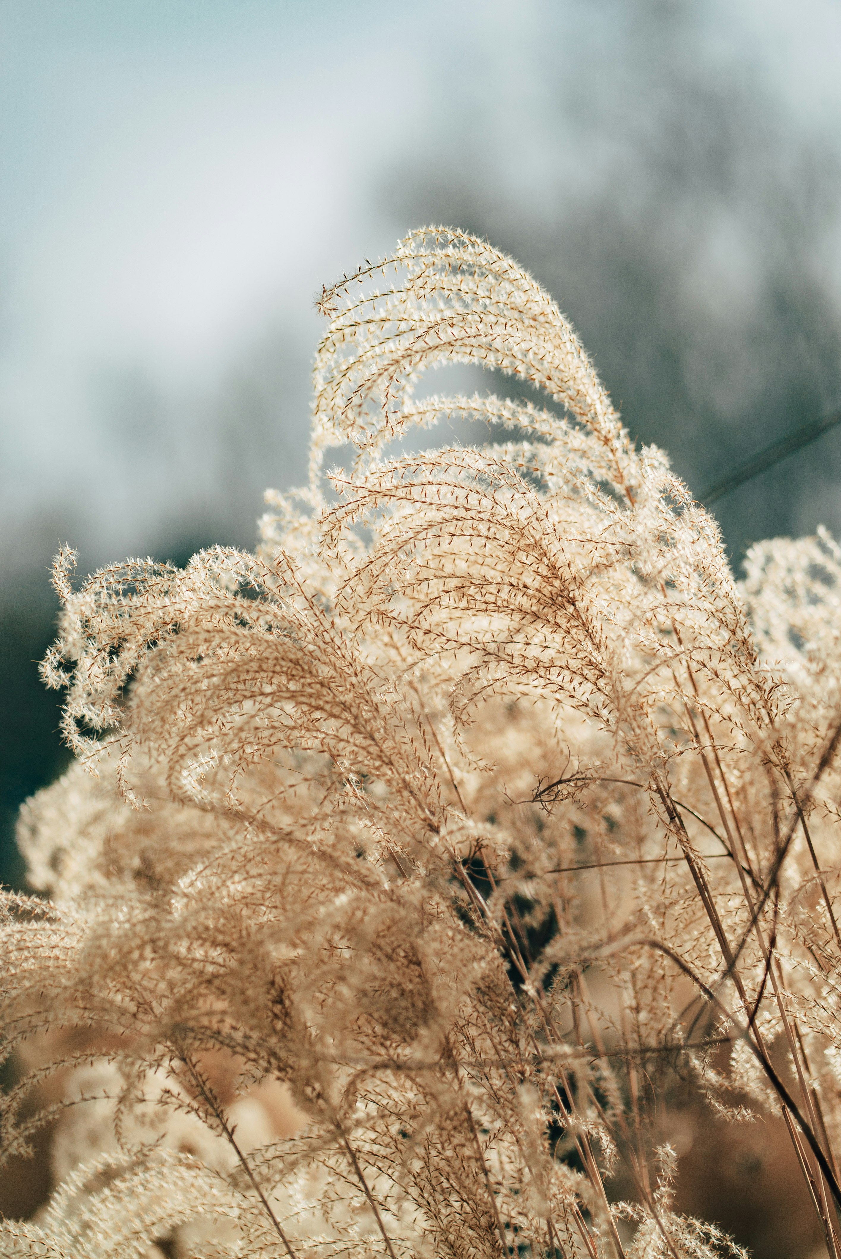 brown plant in close up photography